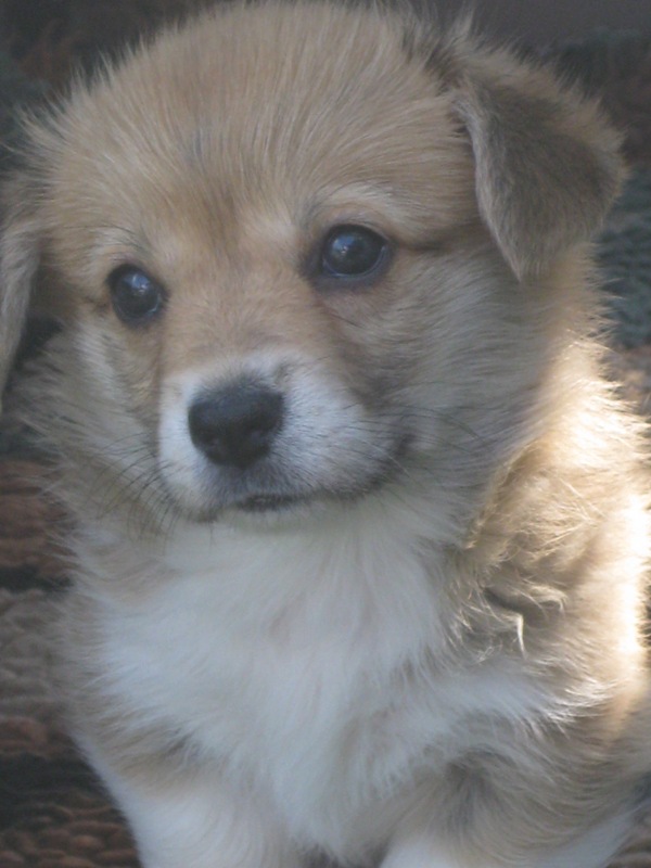 Puppies